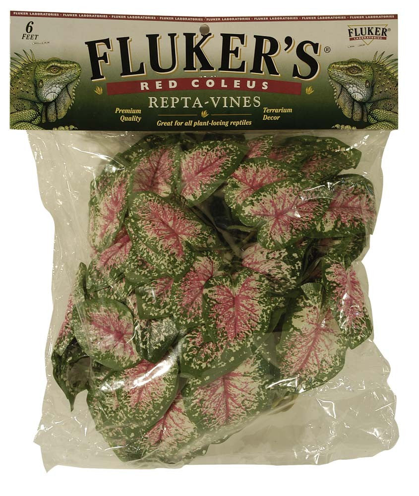 Fluker's Red Coleus Repta-Vines Green, Red