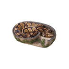 Snake Rock Layer