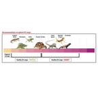 Zilla Rapid Sense Decor Medium Crocodile Skull