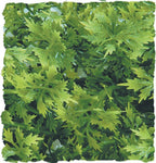 Zoo Med Natural Bush Australian Maple Plants Green