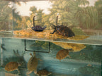 Zoo Med Turtle Dock Basking Platform