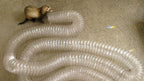 Marshall Pet Products Ferret Super Thru-Way Tunnel Toy Copper 1ea/15 ft