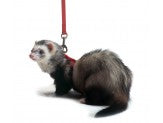 Marshall Pet Products Ferret Harness and Lead Set