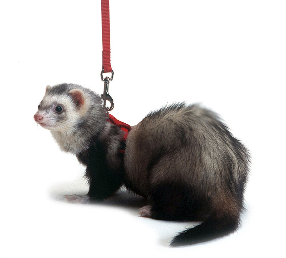 Marshall Pet Products Ferret Harness and Lead Set