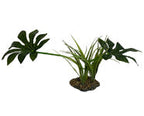 Komodo Jungle Canopy Plant 1ea/42 cm