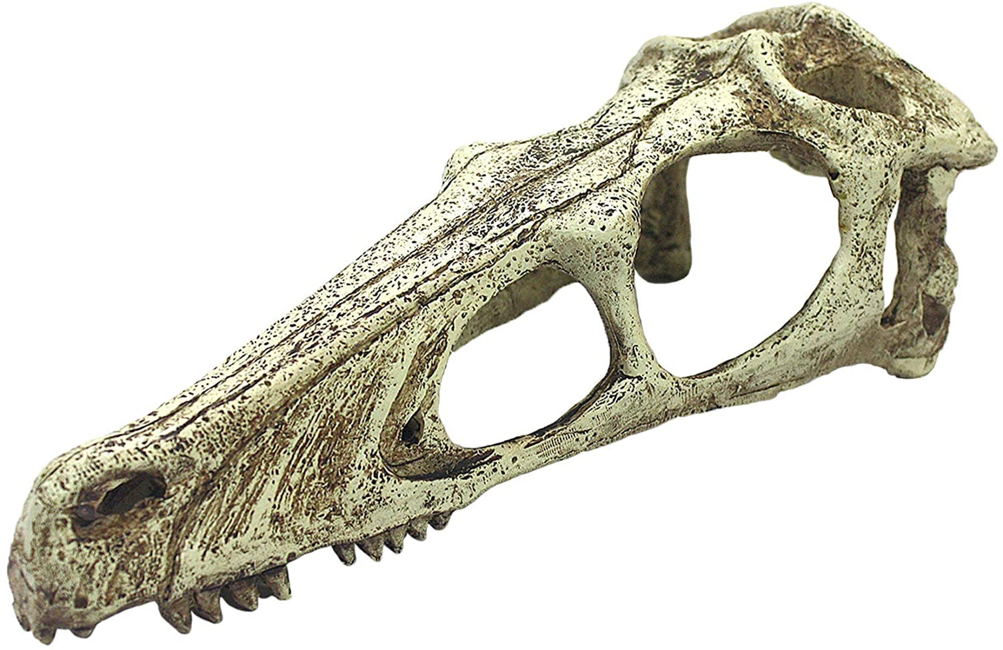 Komodo Raptor Skull Reptile Hideout Tan