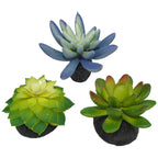 Komodo Desert Succulent Plant Blue & Green 1ea/3 pk