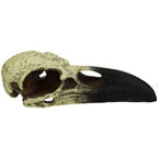 Komodo Raven Skull Hideout